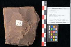 Foto (Objekt + Etikett) von Myrica lignitum Unger (NHMW-GEO-2024-0188-0680)